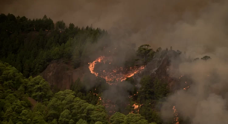 Incendio Forestal en Tenerife: 1,800 Hectáreas Afectadas y Perímetro de 22 Kilómetros