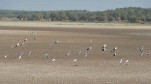 Fiscalía investiga extracción ilegal de agua en Parque Nacional de Doñana