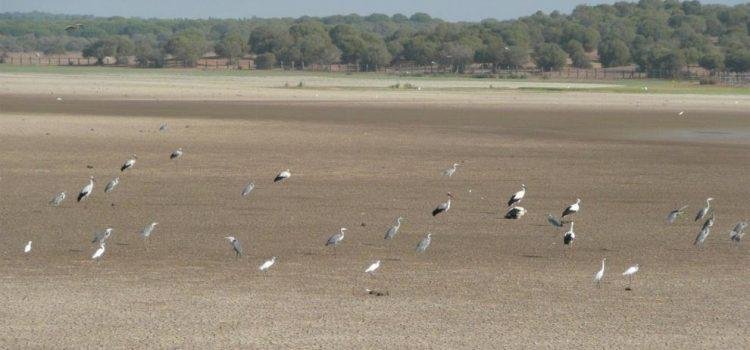 Fiscalía investiga extracción ilegal de agua en Parque Nacional de Doñana