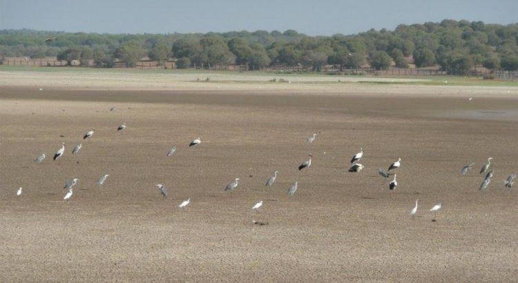 Fiscalía investiga extracción ilegal de agua en Parque Nacional de Doñana