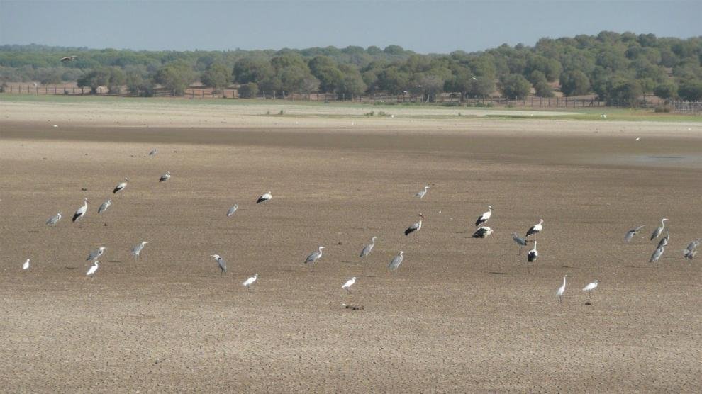 Fiscalía investiga extracción ilegal de agua en Parque Nacional de Doñana