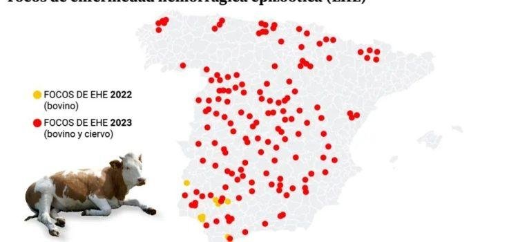 Expansión incontrolable de la ‘covid de las vacas’ en España: afecta a todas las provincias y se extiende a Francia”