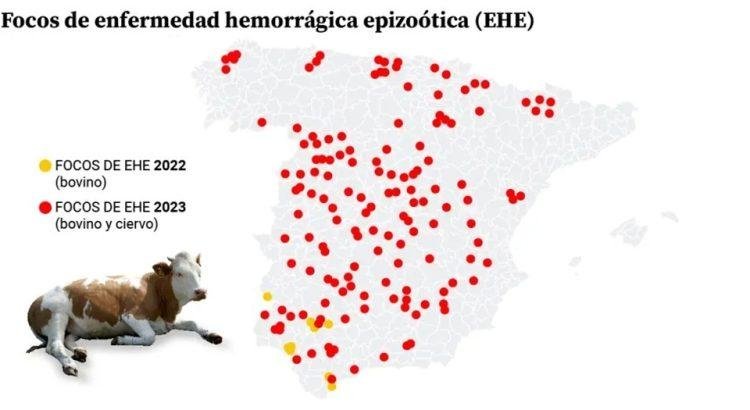 Expansión incontrolable de la ‘covid de las vacas’ en España: afecta a todas las provincias y se extiende a Francia”