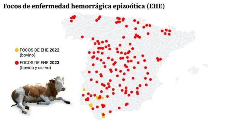 Expansión incontrolable de la 'covid de las vacas' en España: afecta a todas las provincias y se extiende a Francia"