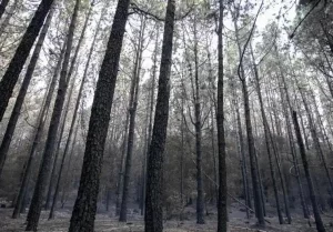 Disminuye en casi un 69% la superficie quemada por incendios en España durante 2023