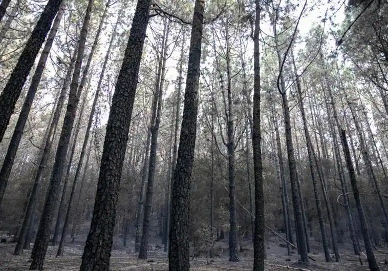 Disminuye en casi un 69% la superficie quemada por incendios en España durante 2023