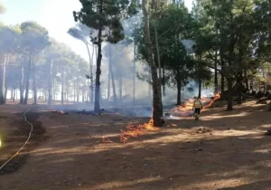 Gran Canaria inicia campaña de quemas prescritas para prevenir incendios forestales