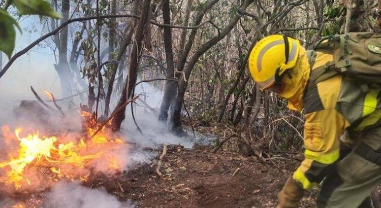 Incendio en Tenerife: Situación sin precedentes por reactivaciones incontrolables