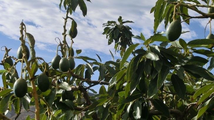 Robos en campos de olivas y aguacates afectan a agricultores