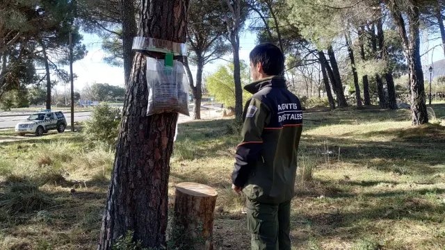 Madrid intensifica supervisión de pinares ante proliferación de oruga procesionaria