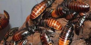 Si tu ex es una cucaracha, «bautiza» una con su nombre