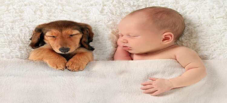 España está entre los países con baja natalidad que están reemplazando a los hijos con perros