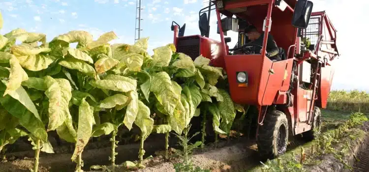 España produce el 20% de la hoja de tabaco de toda la Unión Europea