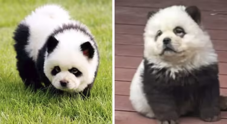 Zoológico da a los visitantes perro por panda